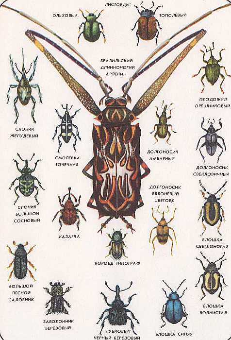 Соседи по планете. Насекомые - i_164.jpg