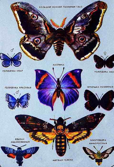 Соседи по планете. Насекомые - i_169.jpg