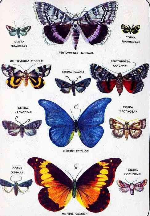 Соседи по планете. Насекомые - i_170.jpg