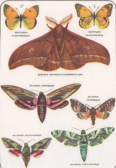 Соседи по планете. Насекомые - i_172.jpg