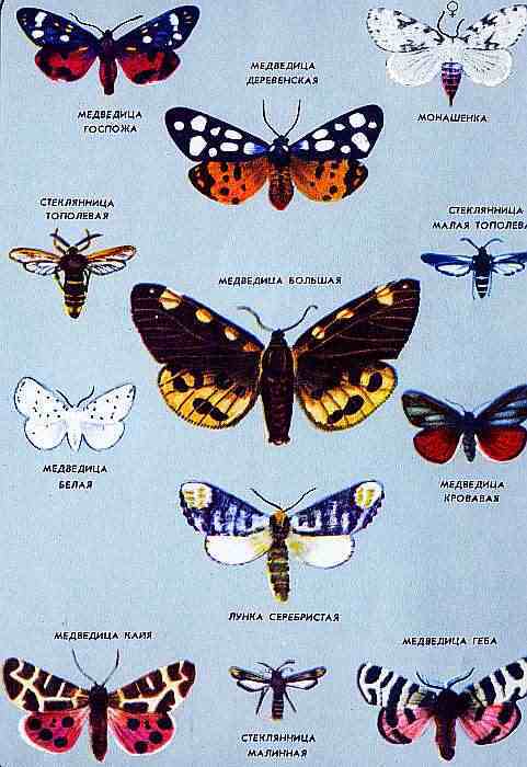 Соседи по планете. Насекомые - i_173.jpg