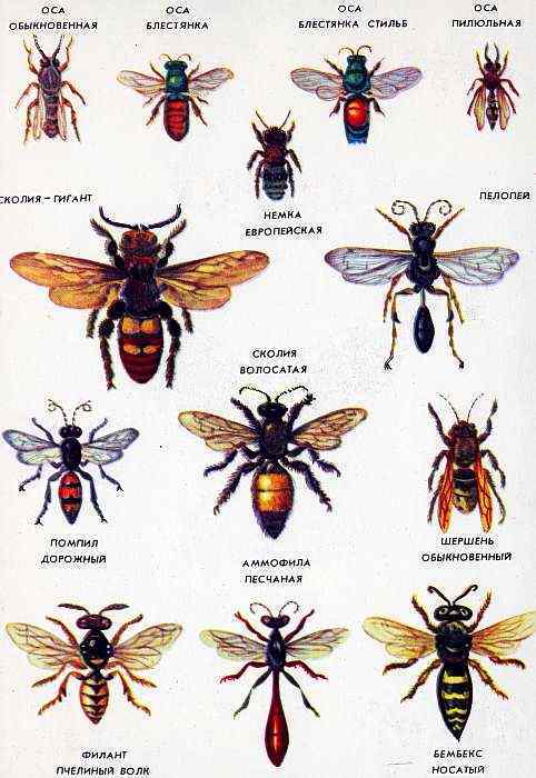 Соседи по планете. Насекомые - i_174.jpg