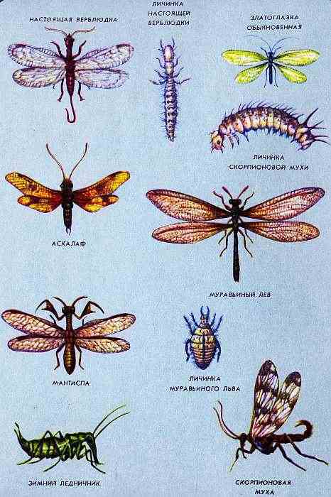 Соседи по планете. Насекомые - i_177.jpg