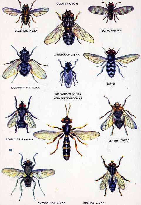 Соседи по планете. Насекомые - i_178.jpg