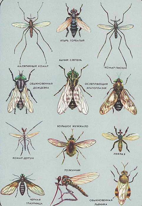 Соседи по планете. Насекомые - i_179.jpg