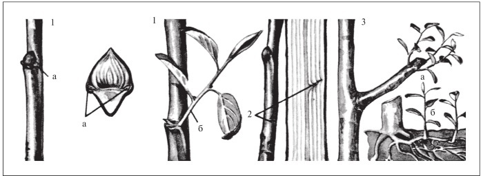 Формирование и обрезка садовых деревьев - i_013.jpg