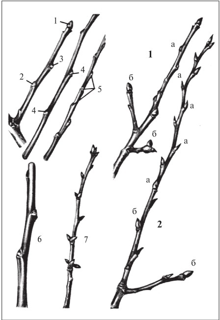 Формирование и обрезка садовых деревьев - i_014.jpg