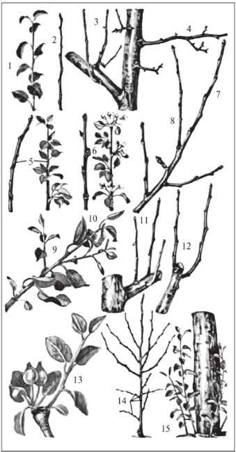 Формирование и обрезка садовых деревьев - i_016.jpg