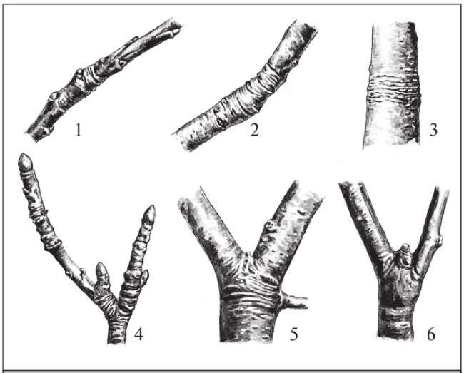 Формирование и обрезка садовых деревьев - i_029.jpg