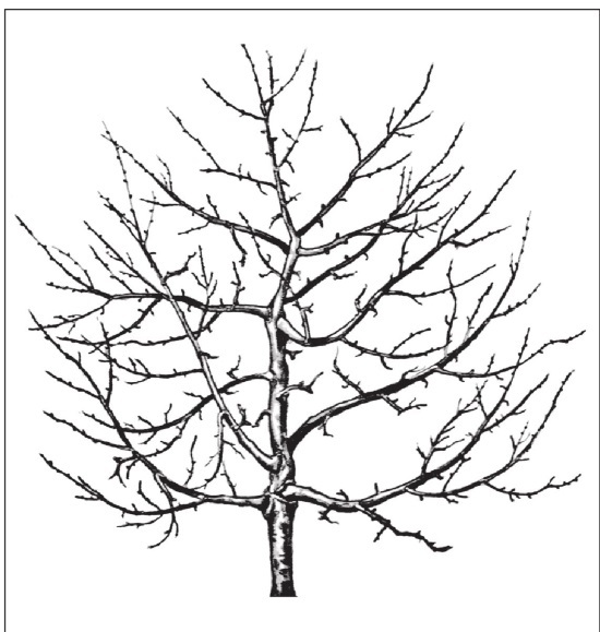 Формирование и обрезка садовых деревьев - i_032.jpg