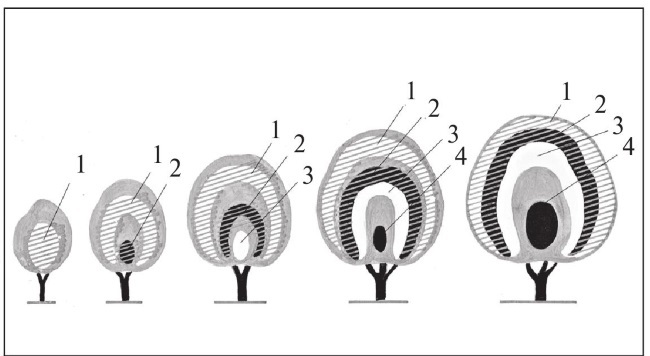 Формирование и обрезка садовых деревьев - i_035.jpg