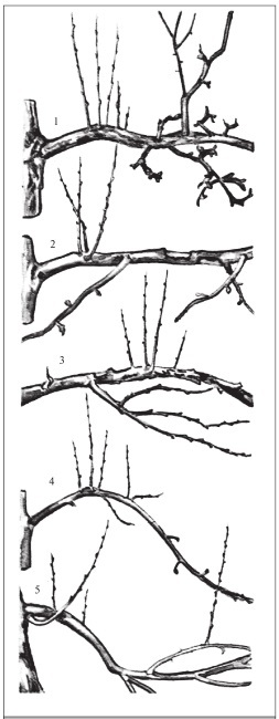 Формирование и обрезка садовых деревьев - i_047.jpg