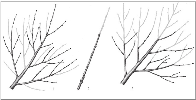 Формирование и обрезка садовых деревьев - i_057.jpg