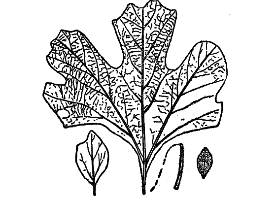 Жизнь охотника за ископаемыми - i_004.png