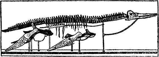 Жизнь охотника за ископаемыми - i_020.png