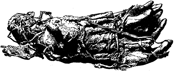 Жизнь охотника за ископаемыми - i_054.png