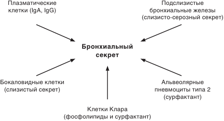 Кашель у детей (патофизиология, клиническая интерпретация, лечение) - i_002.png