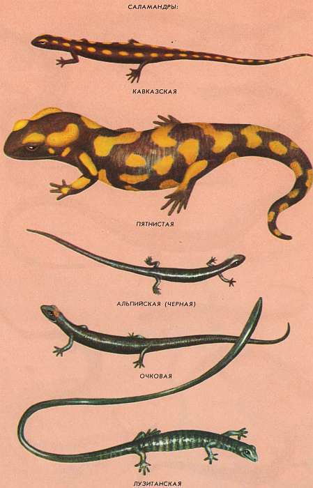 Соседи по планете Земноводные и пресмыкающиеся - i_172.jpg