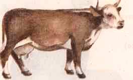 Соседи по планете: Домашние животные - i_006.jpg