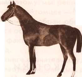 Соседи по планете: Домашние животные - i_007.jpg