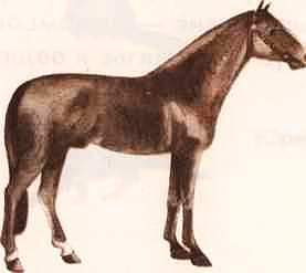 Соседи по планете: Домашние животные - i_008.jpg