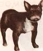 Соседи по планете: Домашние животные - i_010.jpg