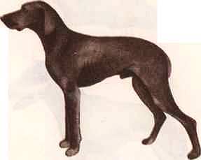 Соседи по планете: Домашние животные - i_011.jpg