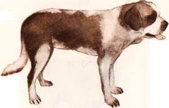 Соседи по планете: Домашние животные - i_012.jpg