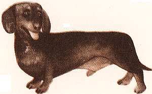 Соседи по планете: Домашние животные - i_013.jpg