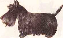 Соседи по планете: Домашние животные - i_014.jpg