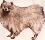 Соседи по планете: Домашние животные - i_016.jpg