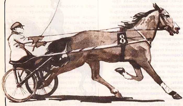 Соседи по планете: Домашние животные - i_077.jpg