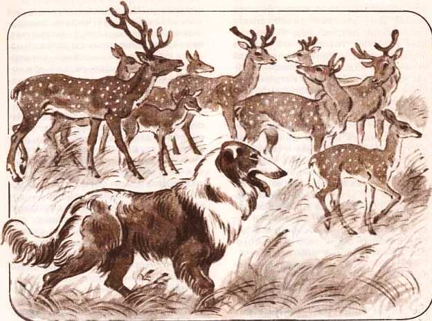 Соседи по планете: Домашние животные - i_087.jpg