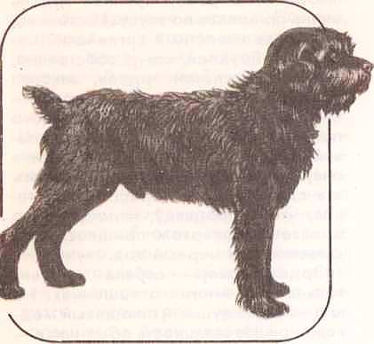 Соседи по планете: Домашние животные - i_089.jpg