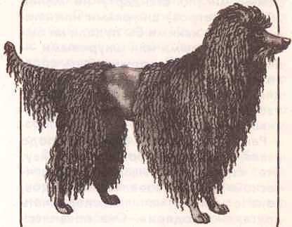 Соседи по планете: Домашние животные - i_096.jpg