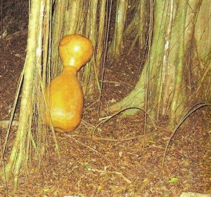 Волшебное царство фей - img_3.jpeg