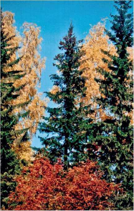 Малоизвестные съедобные грибы - i_001.jpg