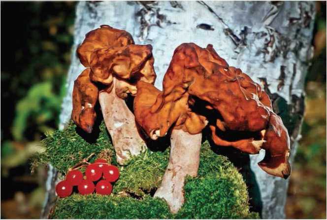 Малоизвестные съедобные грибы - i_005.jpg