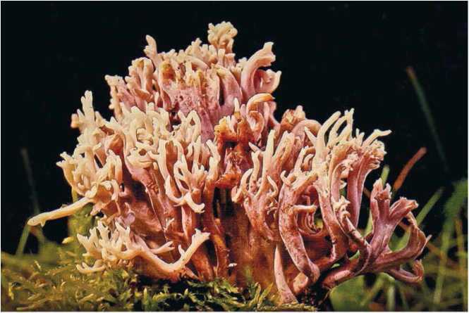 Малоизвестные съедобные грибы - i_017.jpg