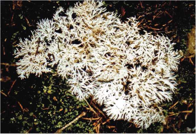 Малоизвестные съедобные грибы - i_018.jpg