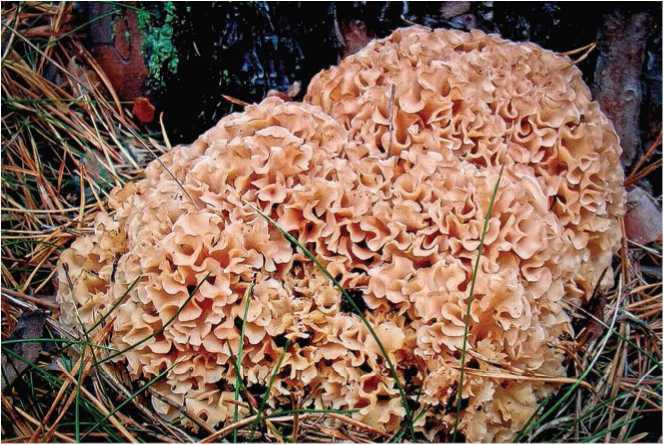 Малоизвестные съедобные грибы - i_020.jpg