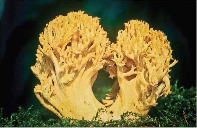 Малоизвестные съедобные грибы - i_022.jpg