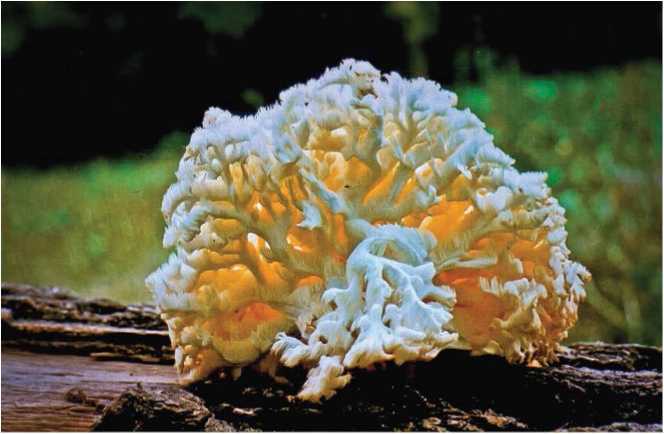 Малоизвестные съедобные грибы - i_024.jpg