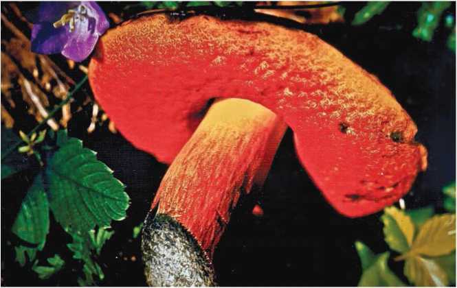 Малоизвестные съедобные грибы - i_038.jpg