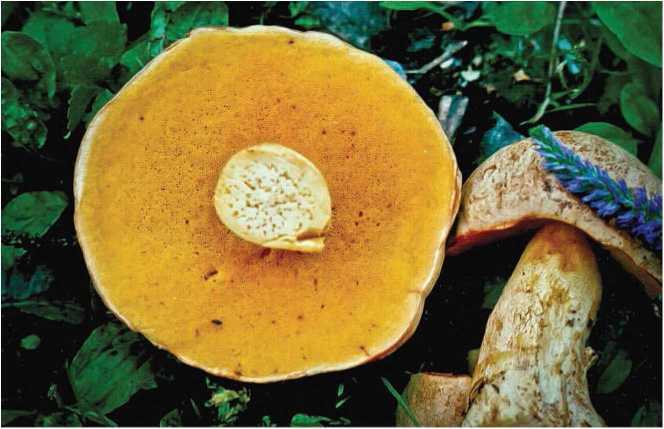 Малоизвестные съедобные грибы - i_040.jpg