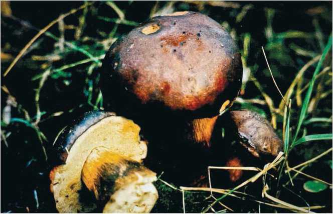 Малоизвестные съедобные грибы - i_049.jpg