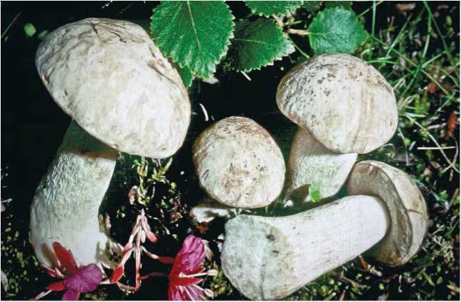 Малоизвестные съедобные грибы - i_050.jpg