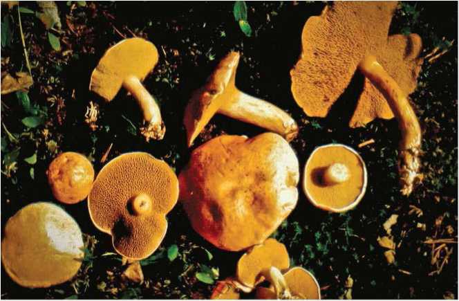 Малоизвестные съедобные грибы - i_051.jpg