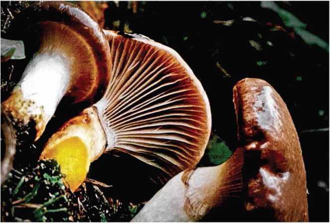 Малоизвестные съедобные грибы - i_057.jpg