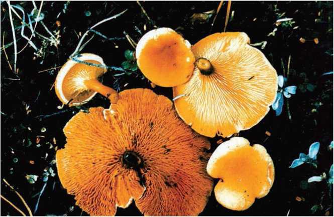 Малоизвестные съедобные грибы - i_060.jpg